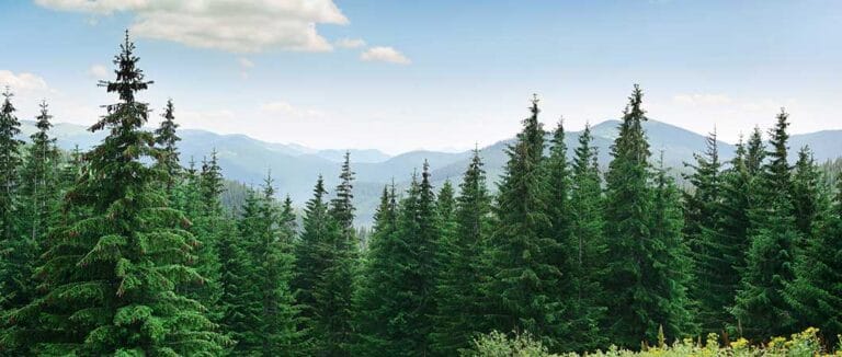 Conifer, insurance, Oracle, Oracle Financials Cloud, cloud, Terillium